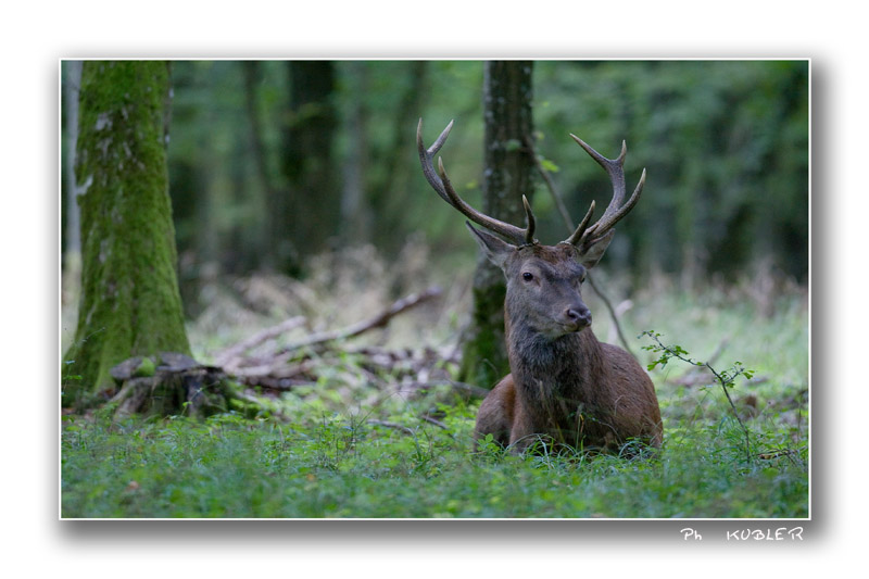 cerf 21.jpg