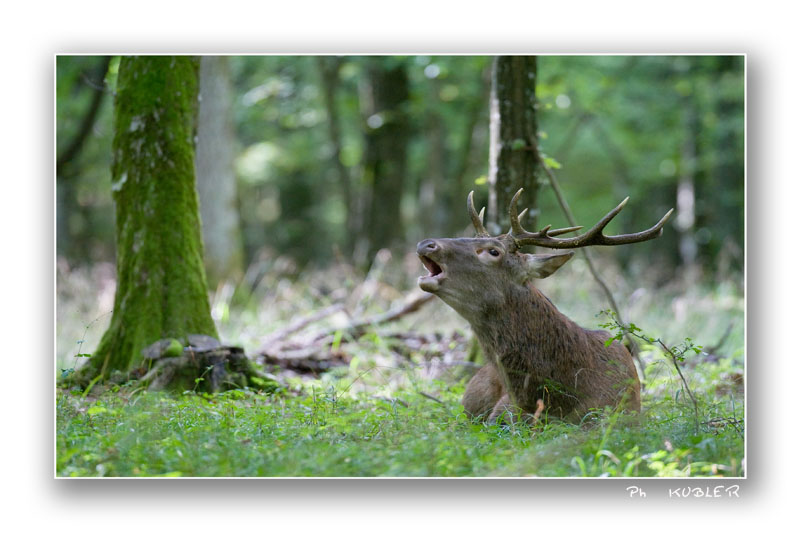 cerf 7.jpg