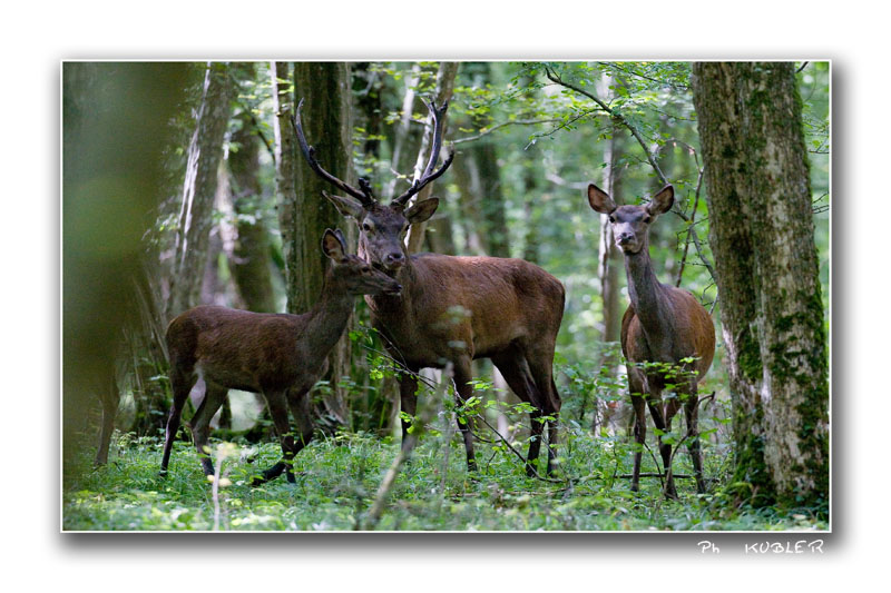 cerf 27.jpg