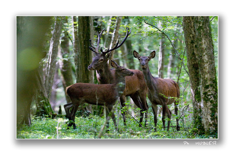 cerf 13.jpg