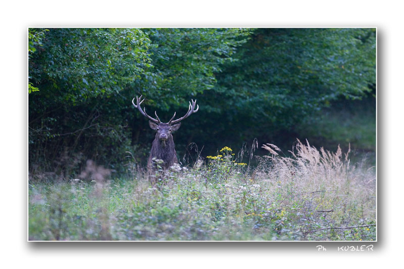 cerf 29.jpg