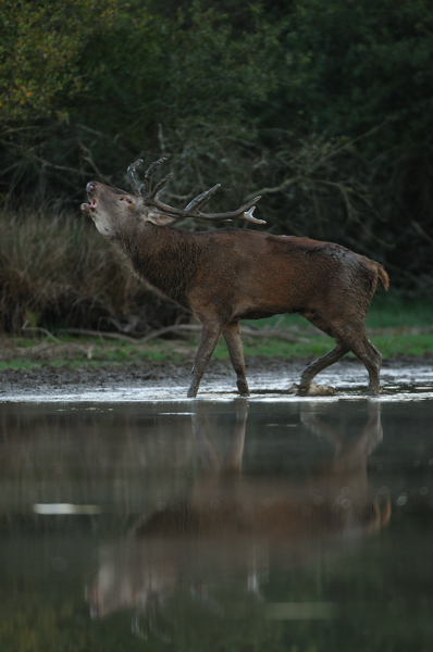 10_09_19_Cerf_47.jpg