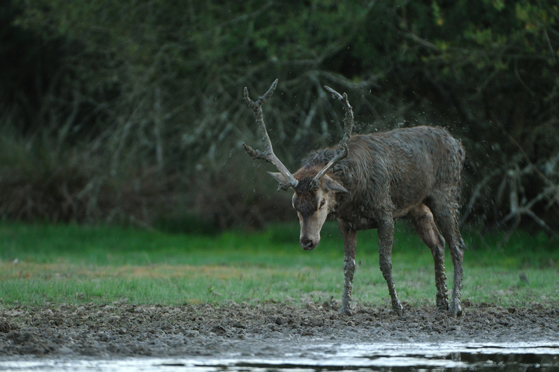 10_09_20_Cerf_20.jpg
