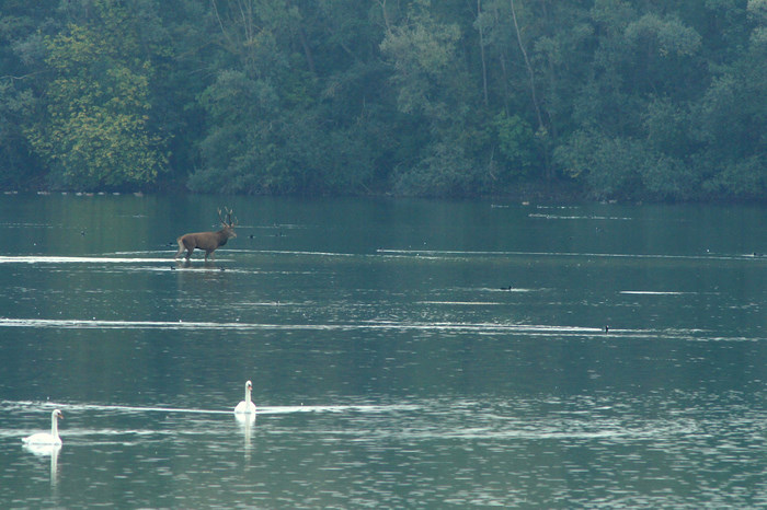 cerf848.JPG