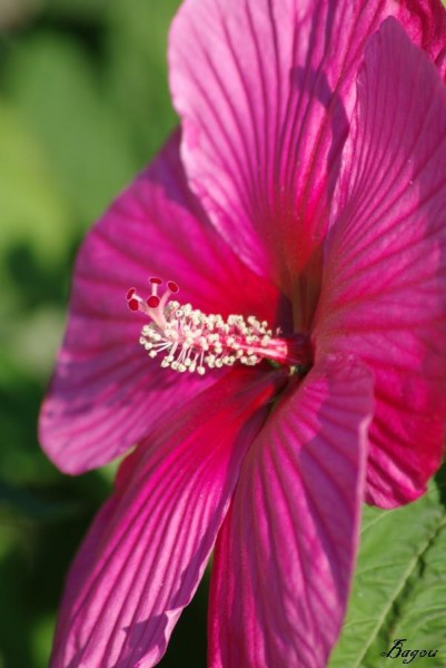 Hibiscus (4) [].JPG