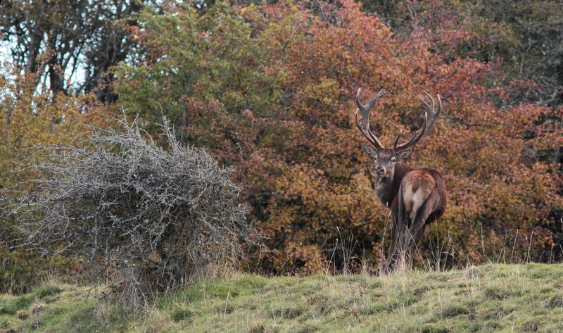 cerf4.jpg