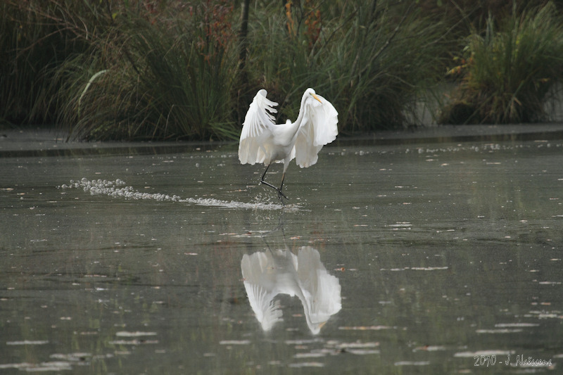 20101012_pca_0033_w.jpg