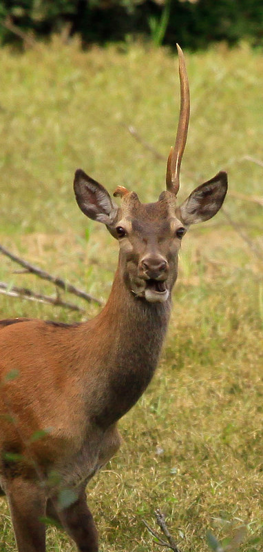 157Cerf.jpg