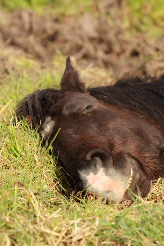 poney fumÃ©.JPG