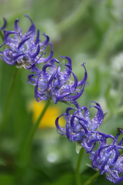 DSC00378-r.jpg