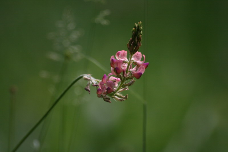 Onobrychis viciifolia-Sainfoin.jpg