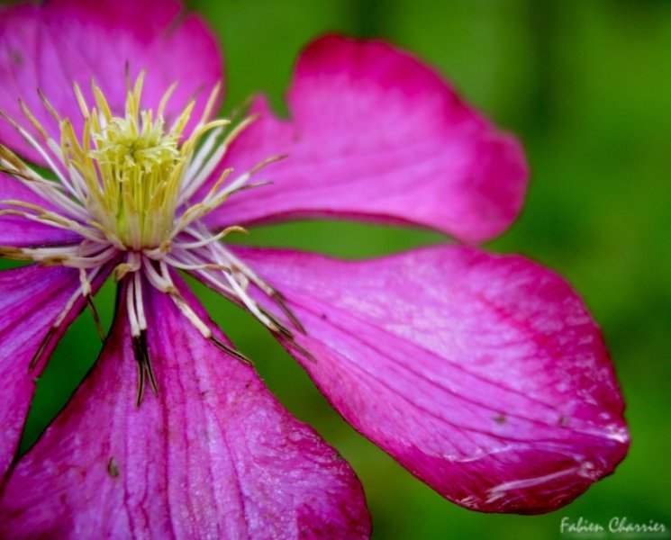 clematite-s.jpg