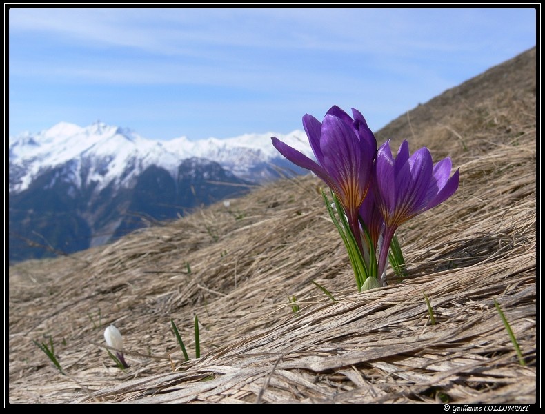 crocus.JPG