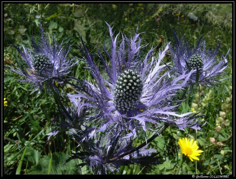chardons bleus.jpg