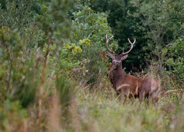 cerf (2).jpg