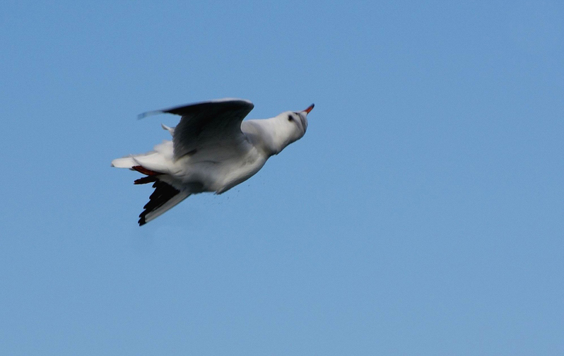 immouette.jpg