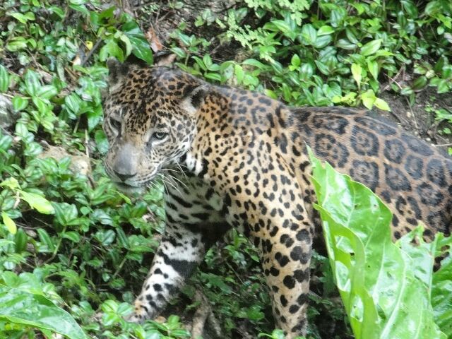 jaguar_640x480.jpg