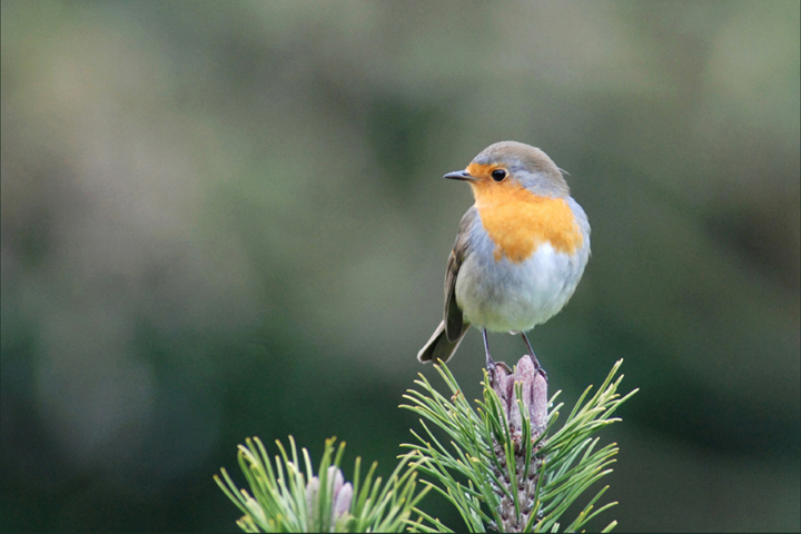 Rouge-gorge familier.jpg
