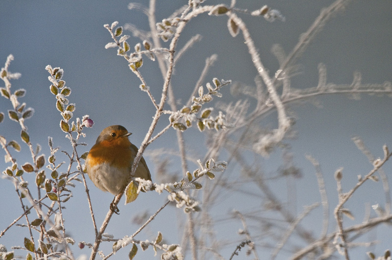 20090110_111703_12473.jpg