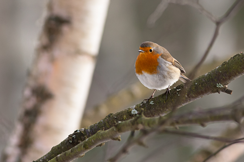 Rouge-Gorge concours Nov Image-Nature-1.jpg