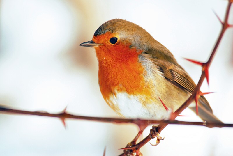 Rouge gorge épines.jpg