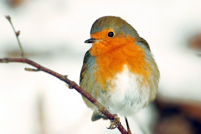 Rouge gorge profil.jpg
