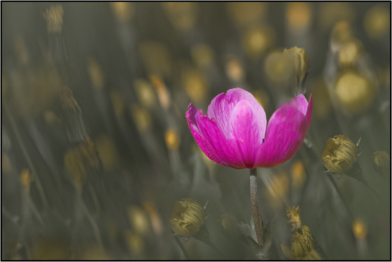 image-flor-e3.jpg
