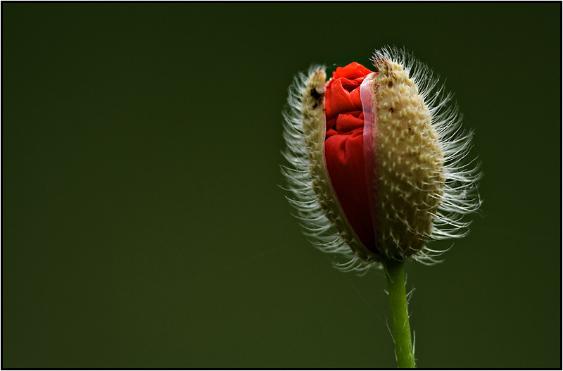 image-flor-e1.jpg