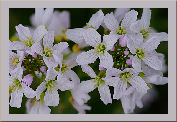 Cardamine_des_pres.jpg