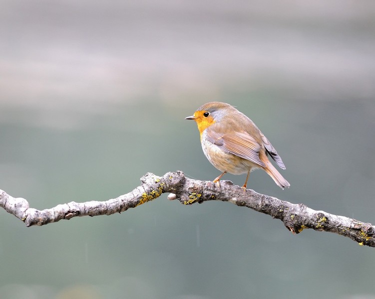 DSC_6979oknature.jpg