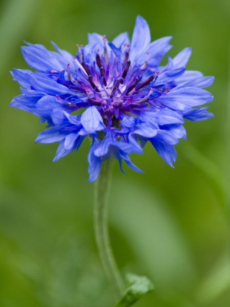 SCHOCK Armande, Bluet.jpg