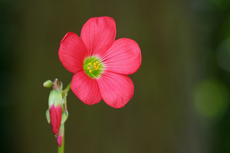 Oxalis-1.jpg