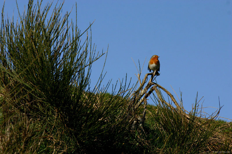 477 Rougegorge (Erithacus rubecula) -Riom-es-Montagnes-.jpg