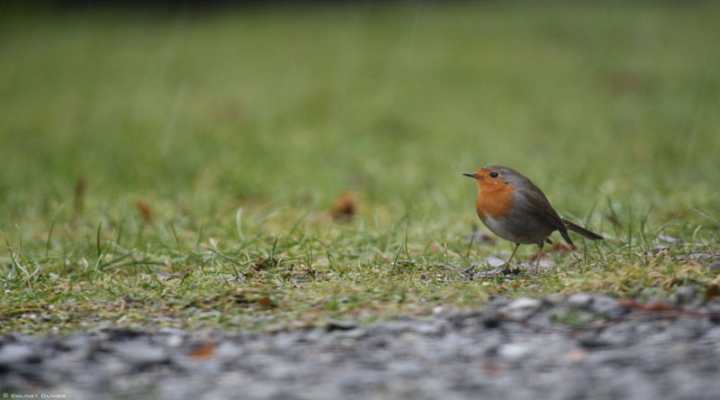 984 Rougegorge familier (Erithacus rubecula) -Bioul-.jpg
