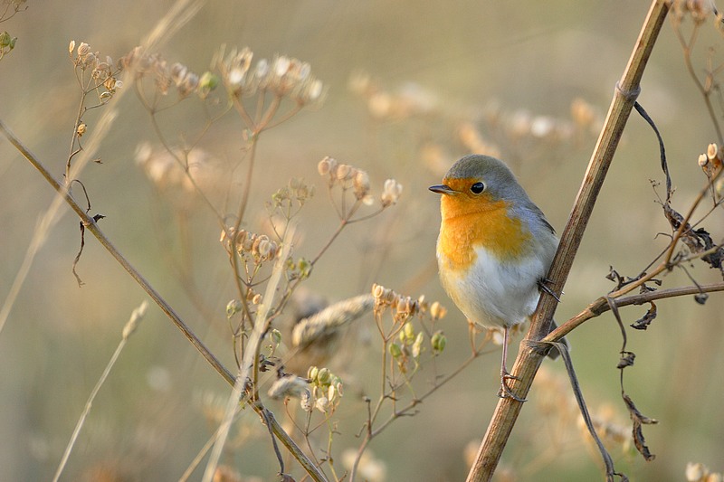 robin2.jpg