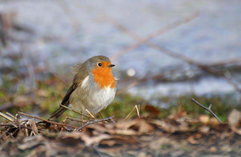 rouge gorge-1.jpg