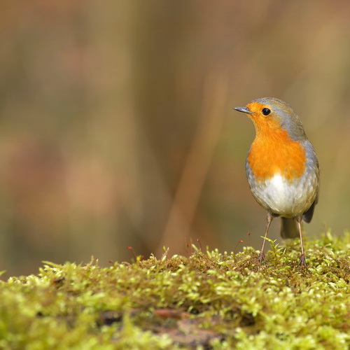 ROUGE_GORGE_000004.jpg