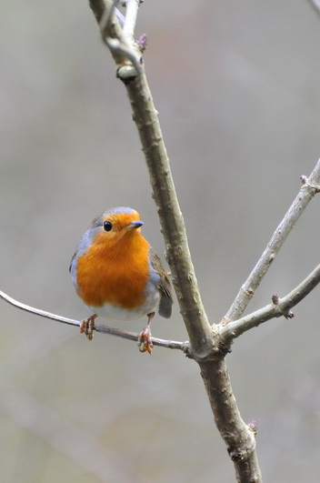 ROUGE_GORGE_000058_redimensionner.JPG