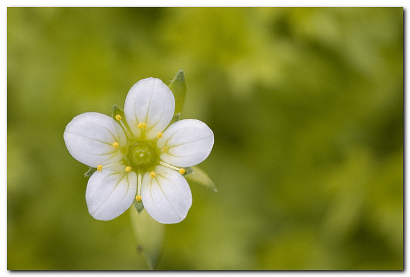 Saxifraga.jpg