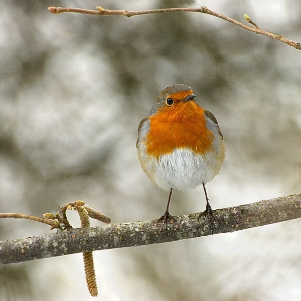 rouge-gorge 1.jpg