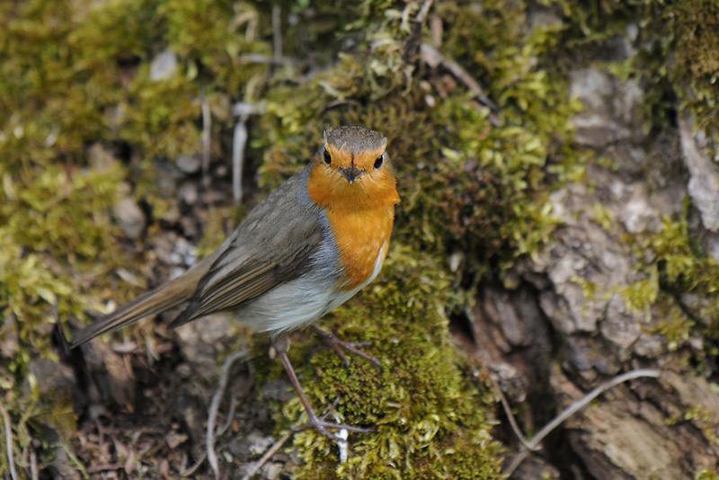 DSC_1300_IN3.jpg