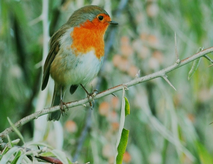 rouge_gorge800x600.jpg