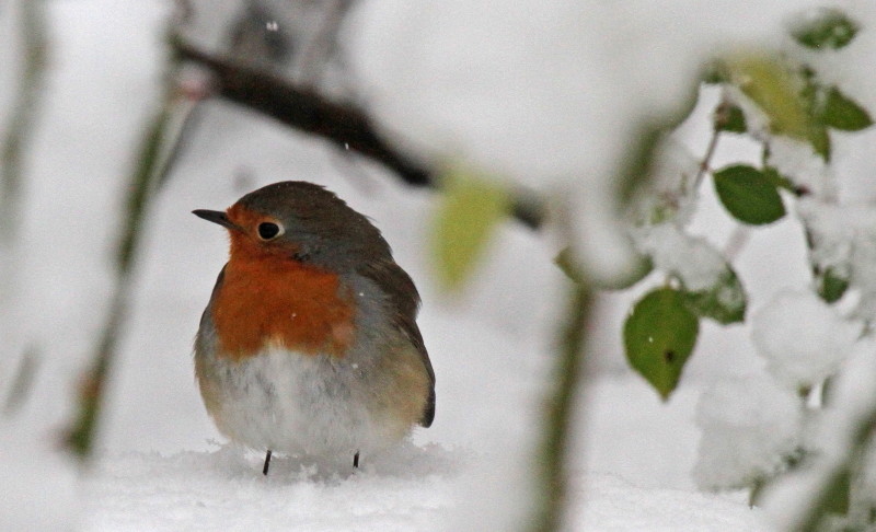 2010-01-08 ROUGE GORGE NEIGE-.jpg