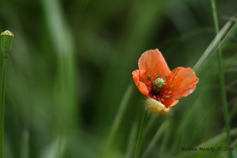 Coquelicot.jpg