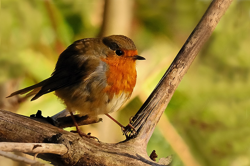 DSC_5196 rouge gorge.jpg