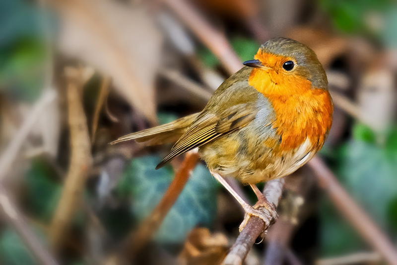 DSC_5286 rouge gorge.jpg