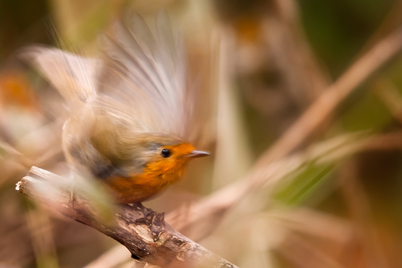 DSC_5423 rouge gorge.jpg