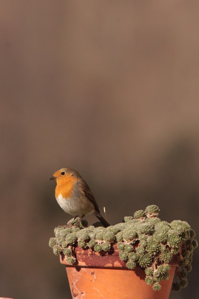 rouge gorge dans cactus.jpg