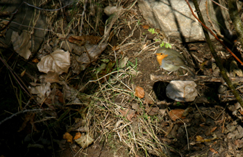 415 Rougegorge familier (Erithacus rubecula) -Riom-es-Montagnes-.jpg
