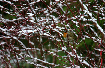 475 Rougegorge (Erithacus rubecula) -Philippeville-.jpg